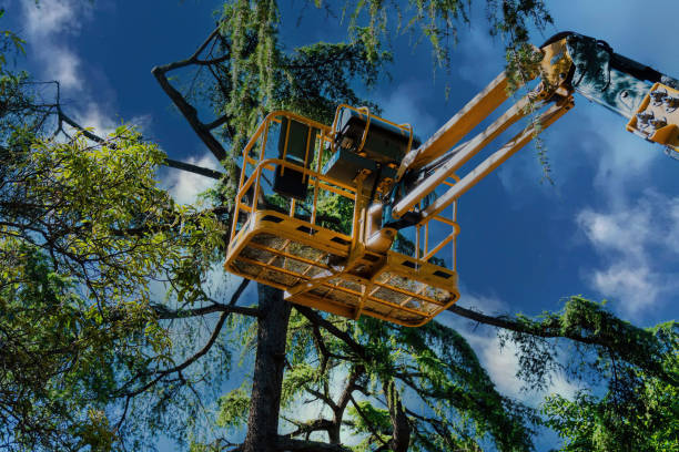 Best Arborist Consultation Services  in Lanster, CA